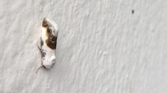 Acontia