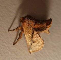 Anaxidia lozogramma