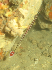 Dunckerocampus dactyliophorus