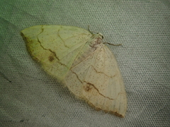 Lomographa simplicior