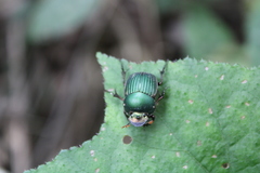 Chalcocopris hesperus