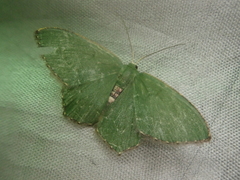Hemithea tritonaria