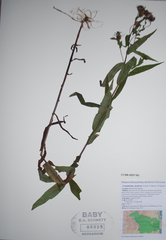 Canadanthus modestus