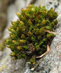 Orthotrichum anomalum