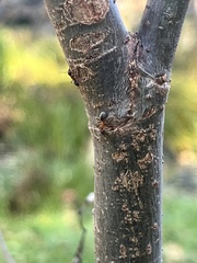 Liometopum occidentale