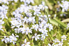 Lobelia pedunculata