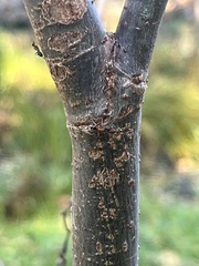 Liometopum occidentale