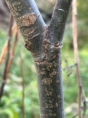 Liometopum occidentale