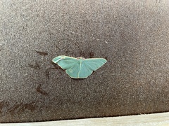 Chlorocoma assimilis