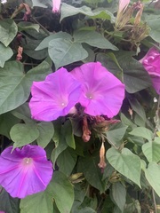 Ipomoea pedicellaris