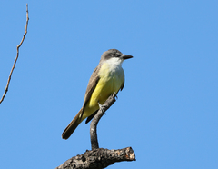 Tyrannus crassirostris