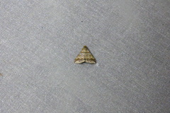 Heterogramma circumflexalis