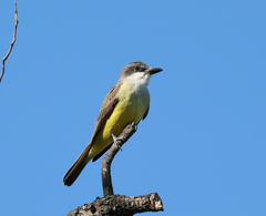 Tyrannus crassirostris