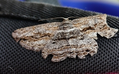 Scioglyptis chionomera