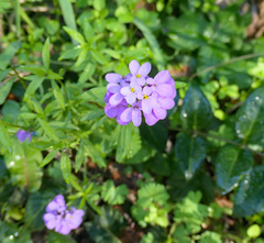 Iberis
