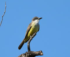 Tyrannus crassirostris