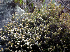 Pimelea barbata omoia
