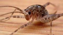 Pleioplectron simplex