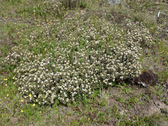 Pimelea barbata omoia