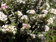Pimelea barbata omoia