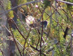 Anairetes flavirostris