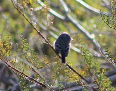 Anairetes flavirostris