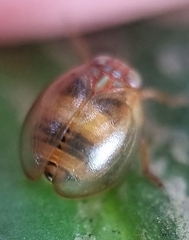 Hemisphaerius