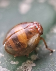 Hemisphaerius