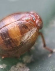 Hemisphaerius