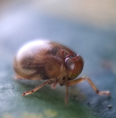 Hemisphaerius