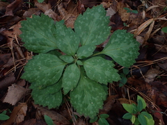 Pachysandra procumbens