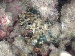 Thranita coeruleipes