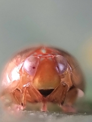 Hemisphaerius