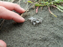 Ileodictyon cibarium