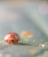 Hemisphaerius
