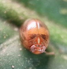 Hemisphaerius