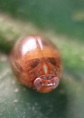 Hemisphaerius