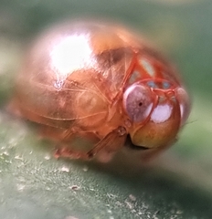 Hemisphaerius