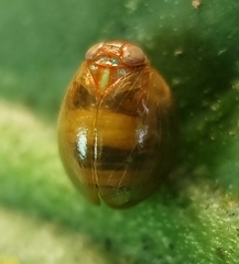 Hemisphaerius