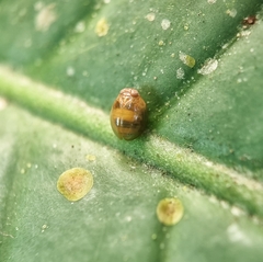 Hemisphaerius