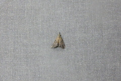 Ophiuche