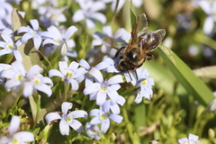 Lobelia pedunculata