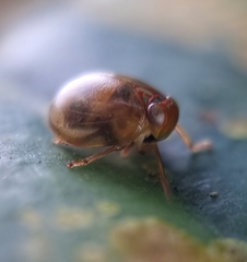 Hemisphaerius