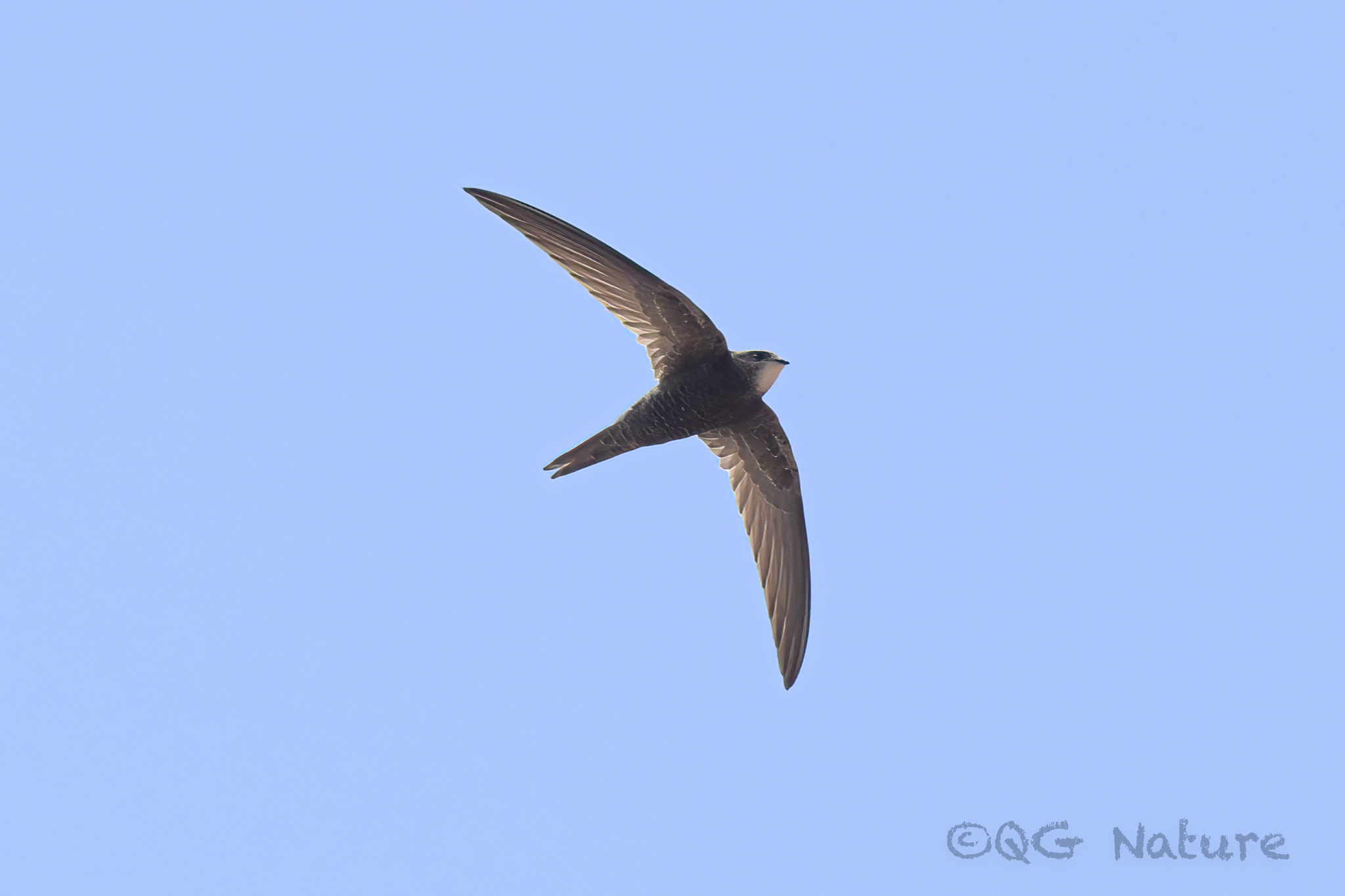 Common Swift