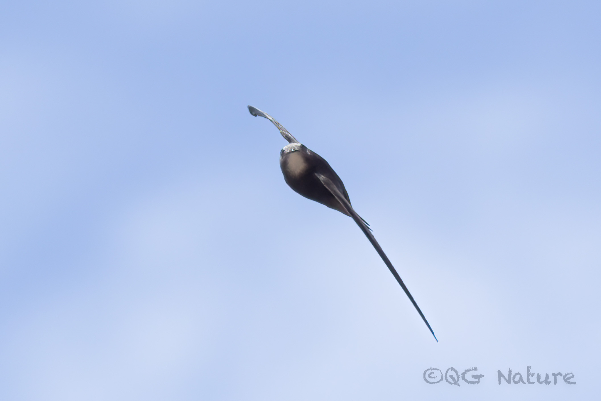 Common Swift