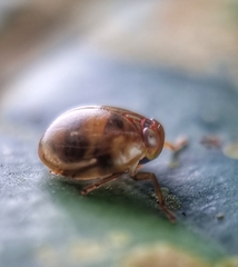 Hemisphaerius