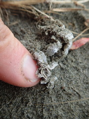 Ileodictyon cibarium