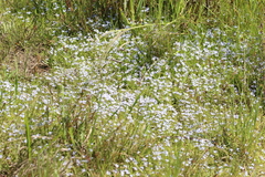 Lobelia pedunculata
