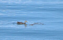 Anas rubripes × platyrhynchos