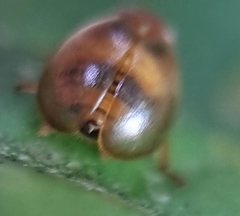 Hemisphaerius